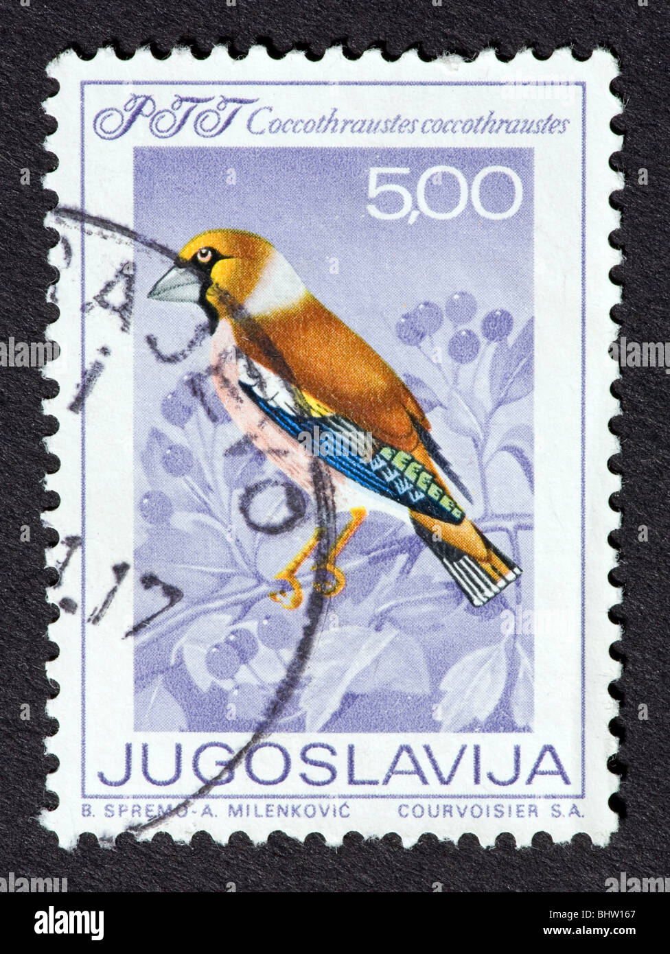 Timbro dall'ex Iugoslavia raffigurante un uccello (Coccothraustes Coccothraustes). Foto Stock