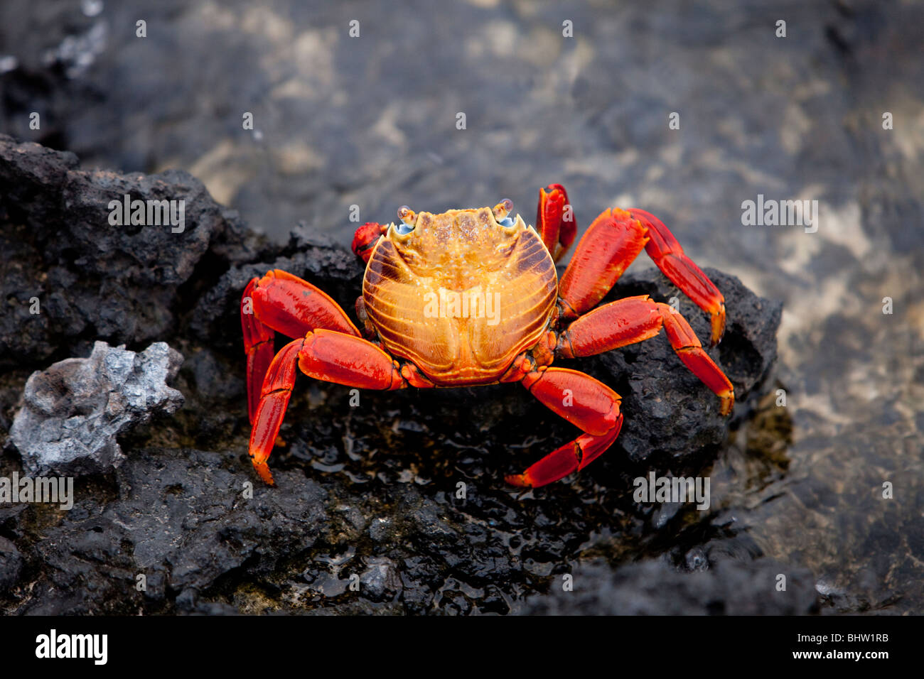 Sally Lightfoot crab Foto Stock