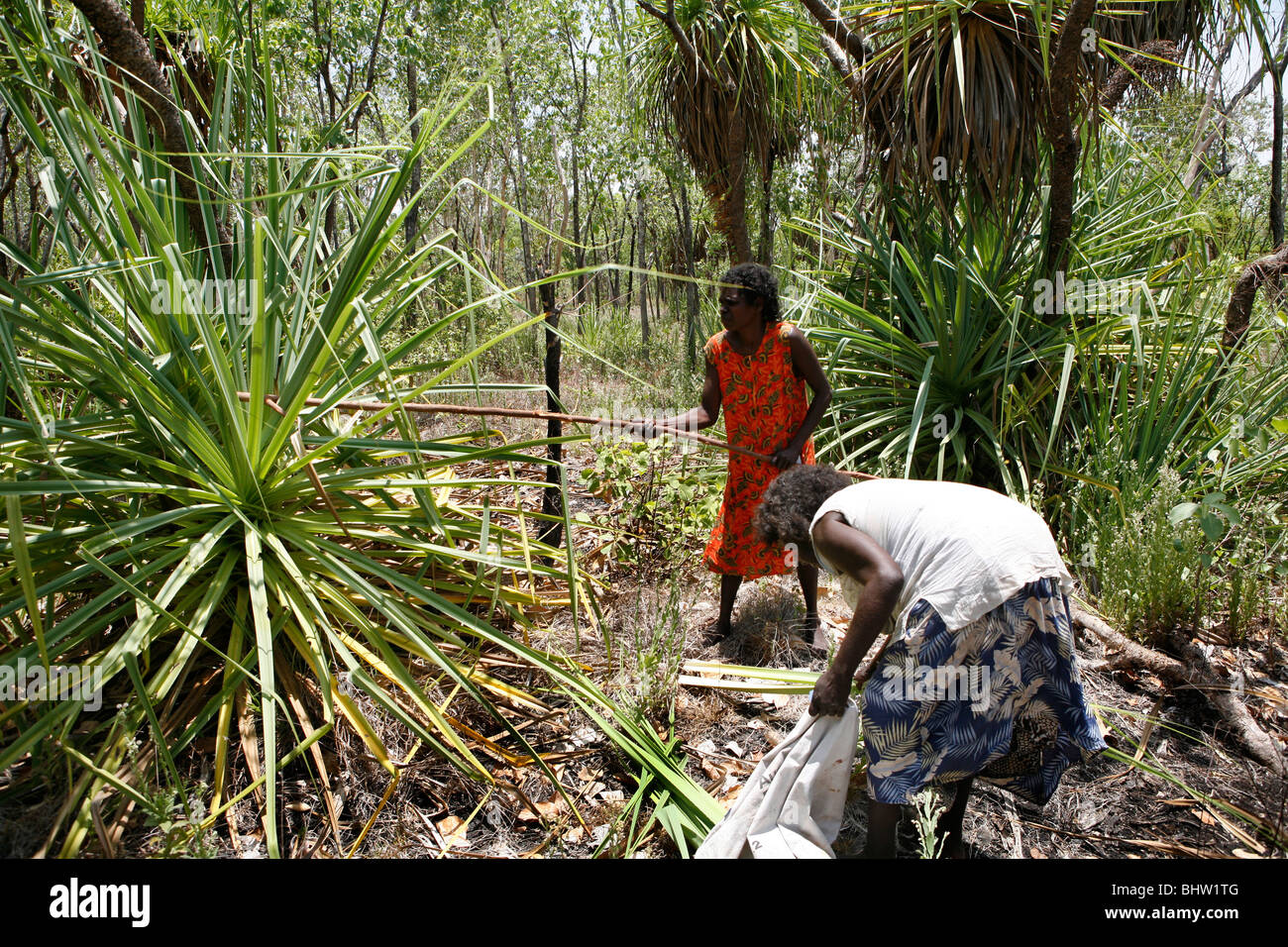 Le donne aborigene foglie taglio nel selvaggio (Arnhem Land, Australia) Foto Stock