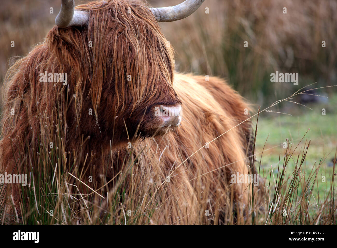 Highland mucca sdraiati sull'erba Isle of Mull Foto Stock