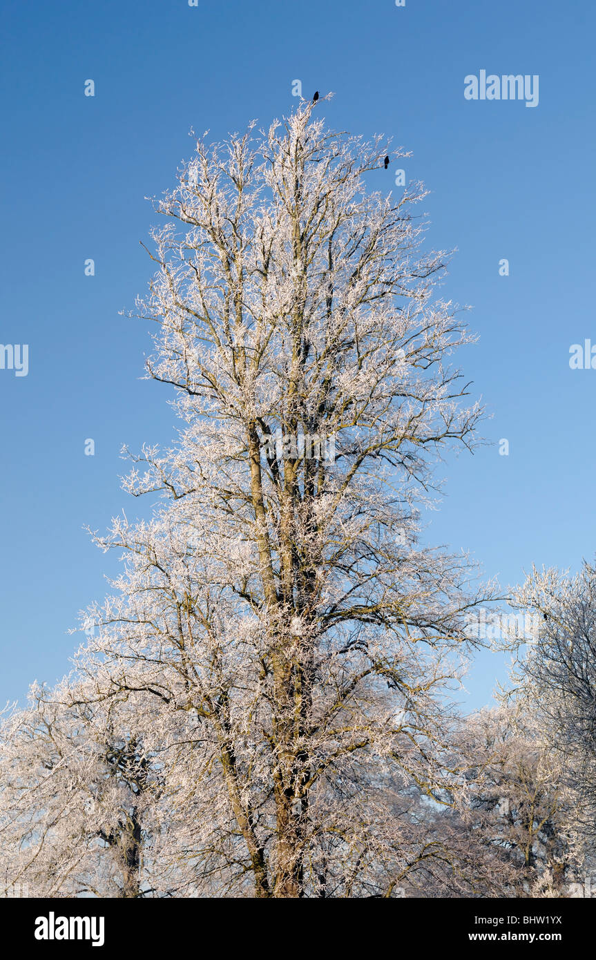 Un albero di quercia Quercus sp coperto di brina trasformata per forte gradiente e tappeto coltre di neve bianca luminosa blu cielo inverno Foto Stock