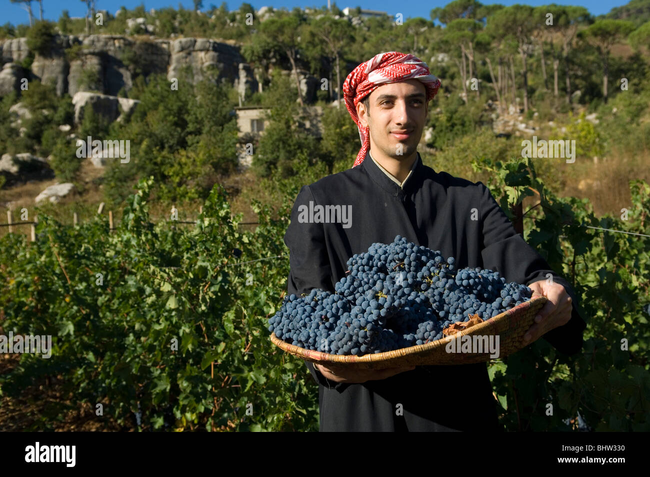 Medio Oriente lavoro contadino nella vigna tenendo un vassoio di vimini di uva nera Libano Medio Oriente Asia Foto Stock