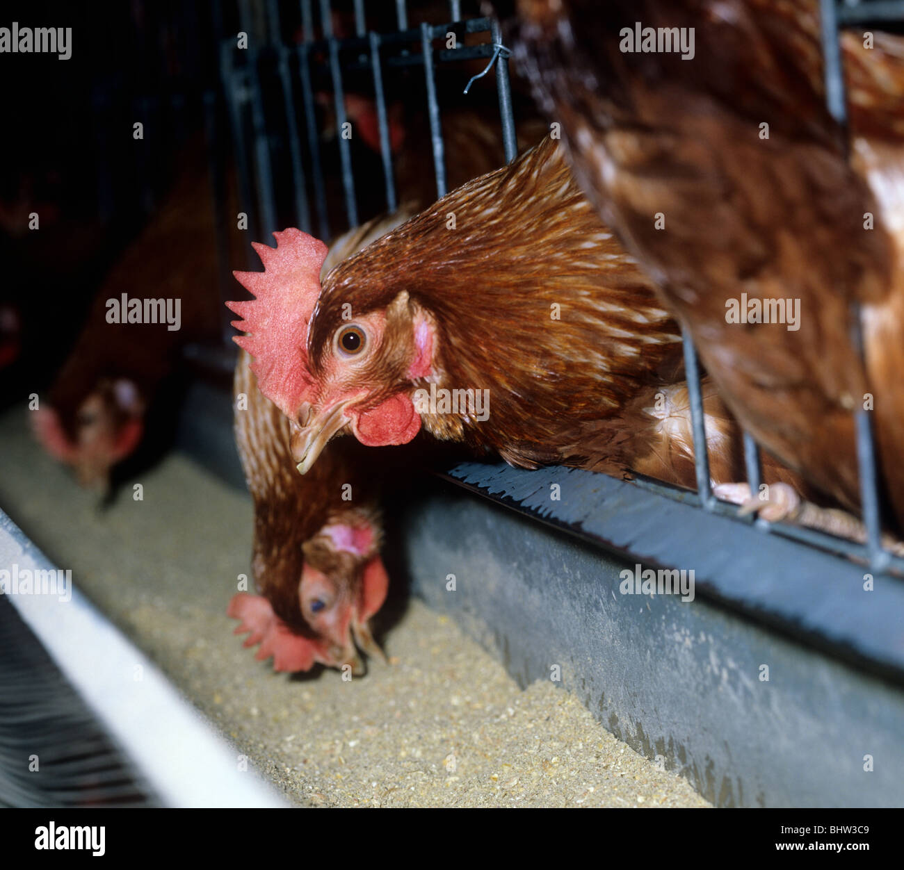 Una batteria di uovo di pollo di posa alimentando attraverso le sbarre della gabbia Foto Stock