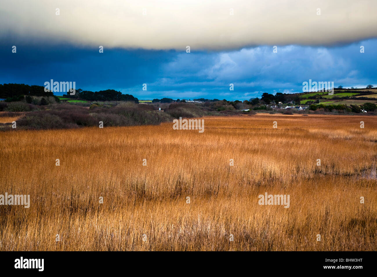 Marazion marsh; RSPB riserva; Cornovaglia Foto Stock