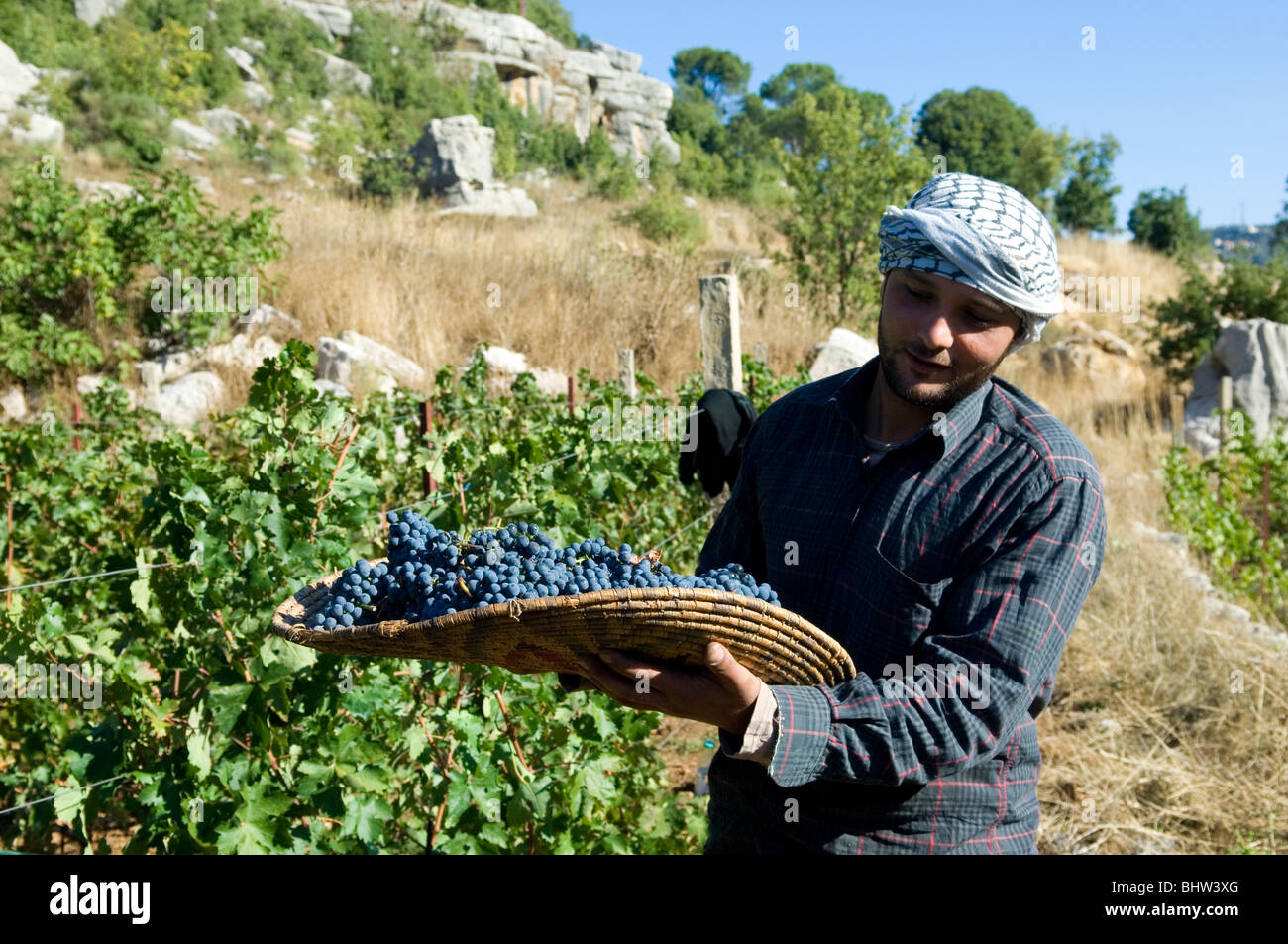 Agricoltore lavora nella vigna farm Libano Medio Oriente Asia Foto Stock