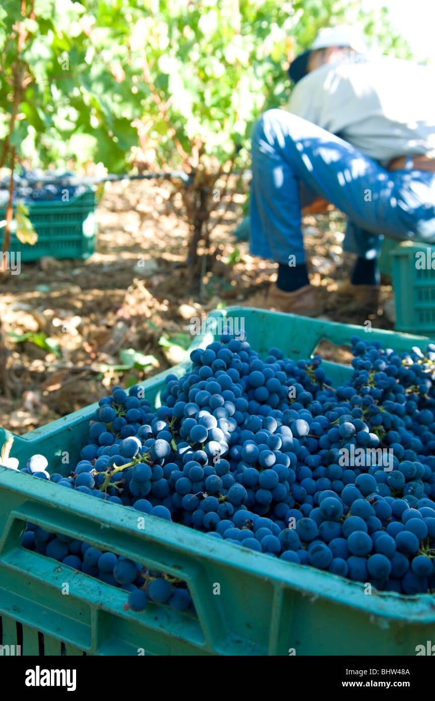 Lavoratore raccolta uva nera da albero in un vigneto Libano Medio Oriente Asia Foto Stock