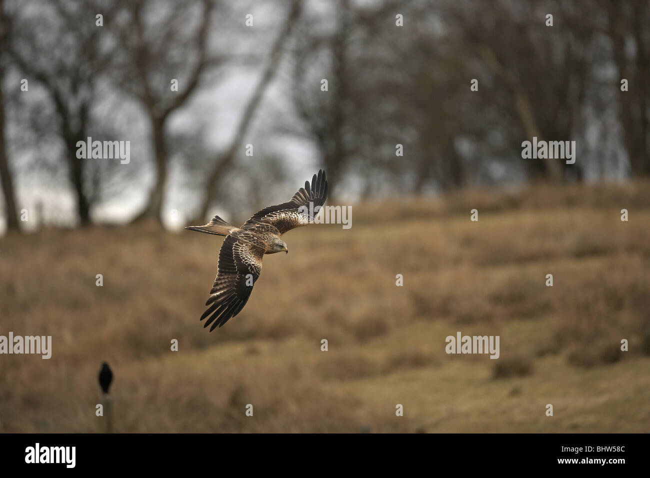 Aquilone rosso, Milvus milvus battenti Foto Stock