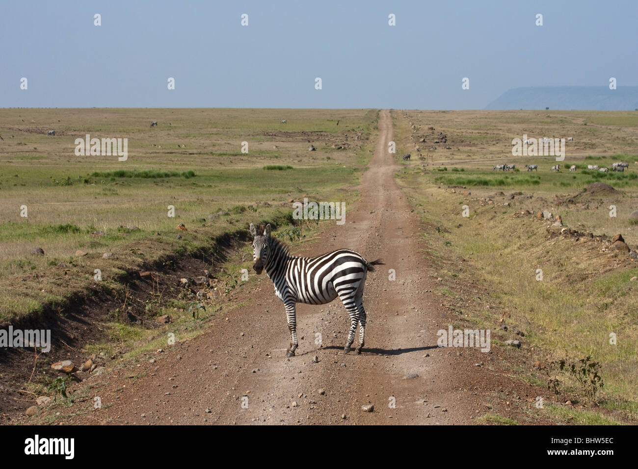 Zebra crossing in Masai Mara riserva naturale nazionale del Kenya Africa orientale Foto Stock