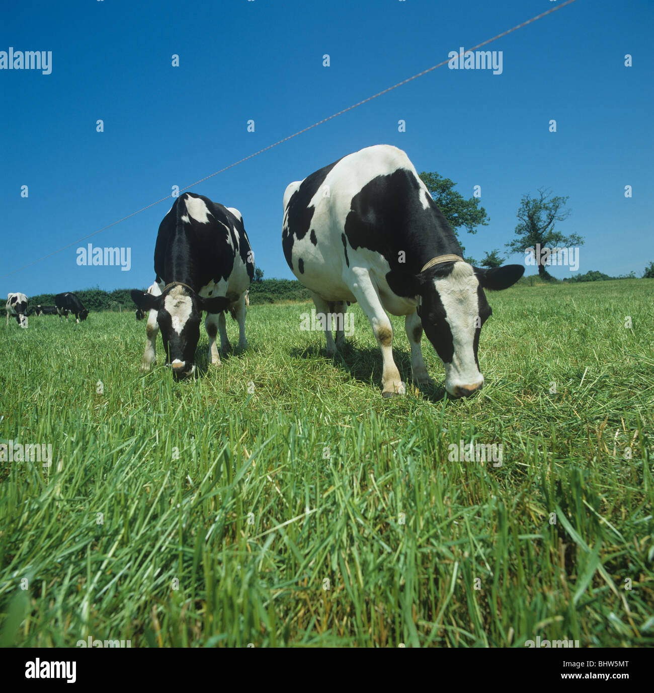 Holstein il frisone vacca da latte di pascolare su erba lussureggiante diviso da una recinzione elettrificata, Devon, Giugno Foto Stock