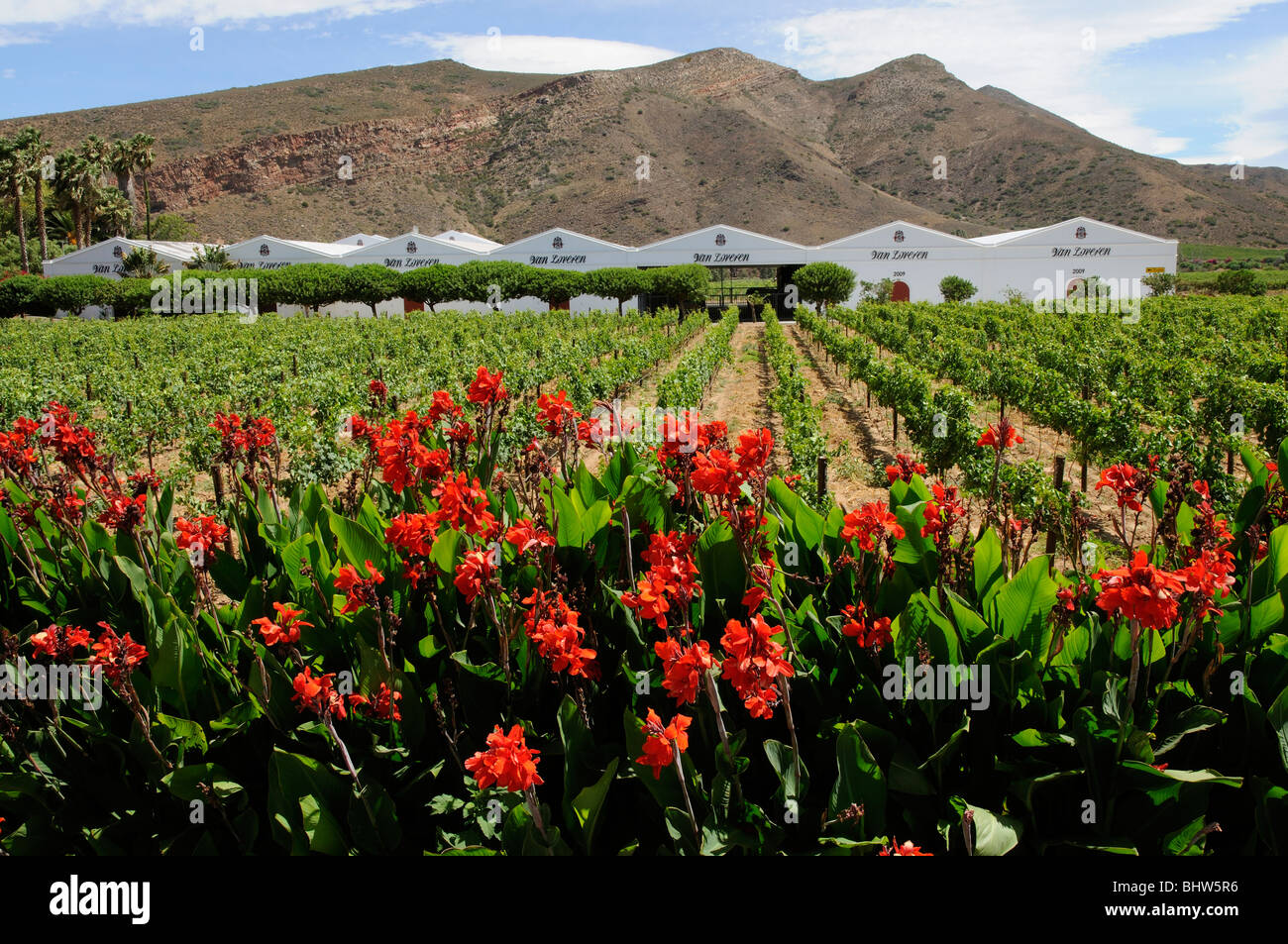 Van Loveren Cantine Vigneti e red Canna Lily impianti presso Robertson nella Western Cape Sud Africa Foto Stock