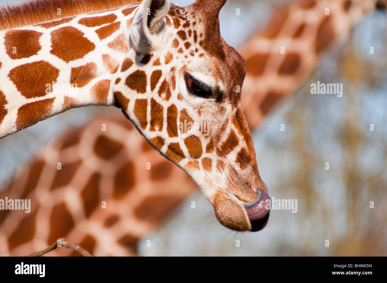 Giraffe reticolate da vicino con la lingua fuori. Foto Stock
