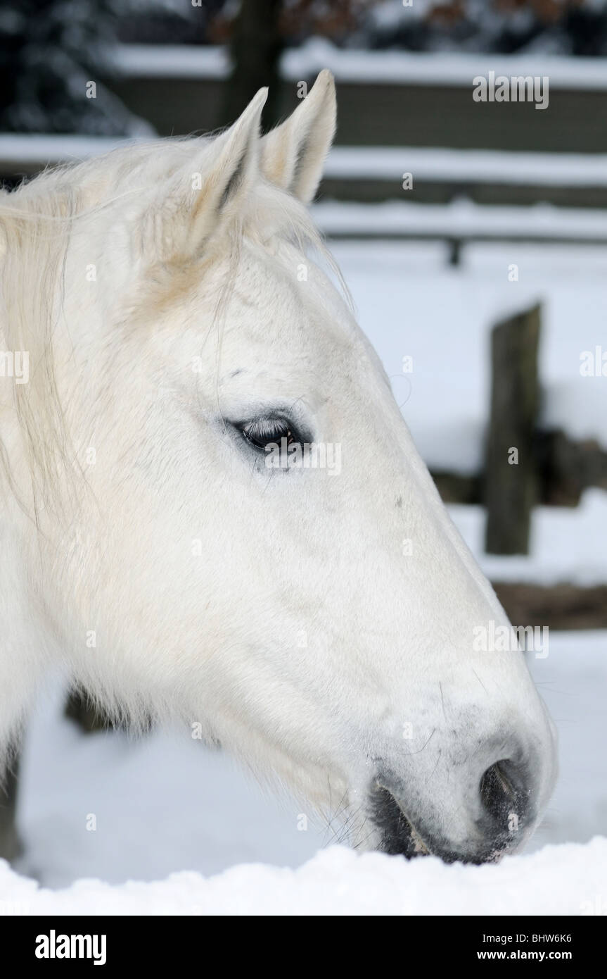 Ritratto di cavallo. Colorate di bianco. Foto Stock