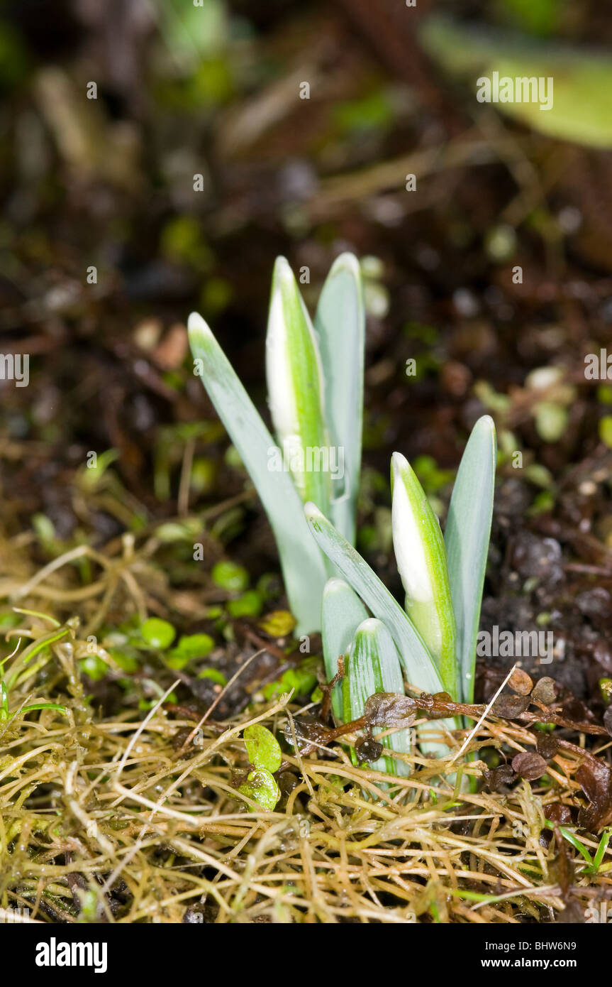 I primi segni di primavera. Snowdrop germogli che figurano Foto Stock