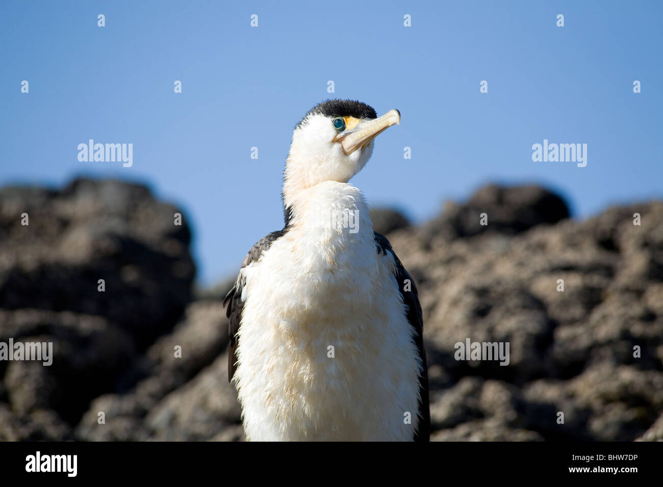 Shag seduto su una roccia Foto Stock
