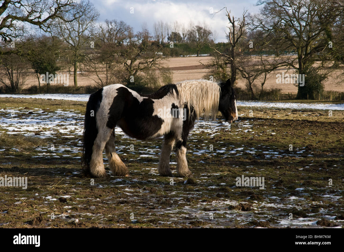 Il vecchio cavallo in un campo nevoso Foto Stock