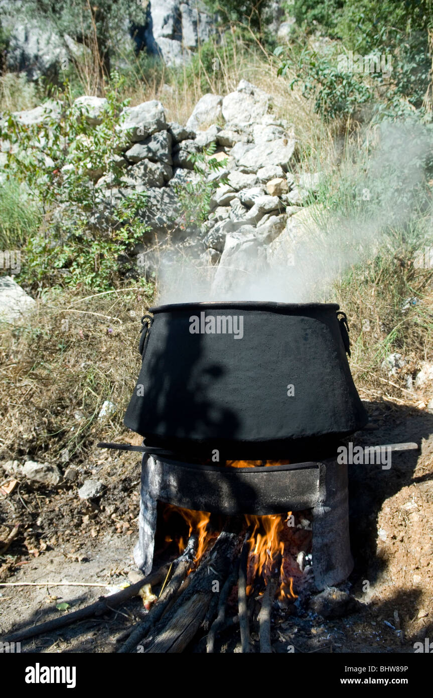 La realizzazione di carruba in Libano Medio Oriente Asia Foto Stock