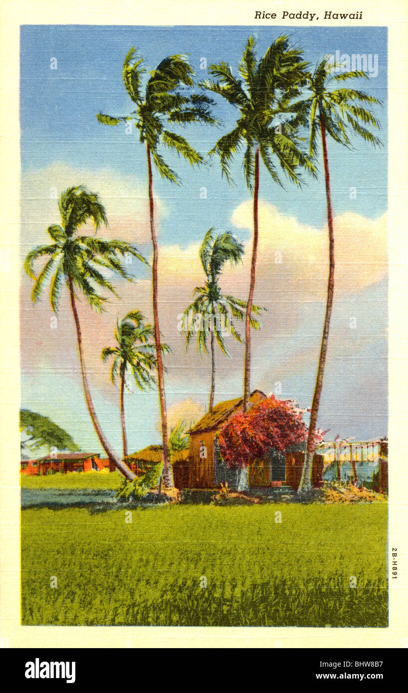 Cartolina vintage di risone in Hawaii Foto Stock