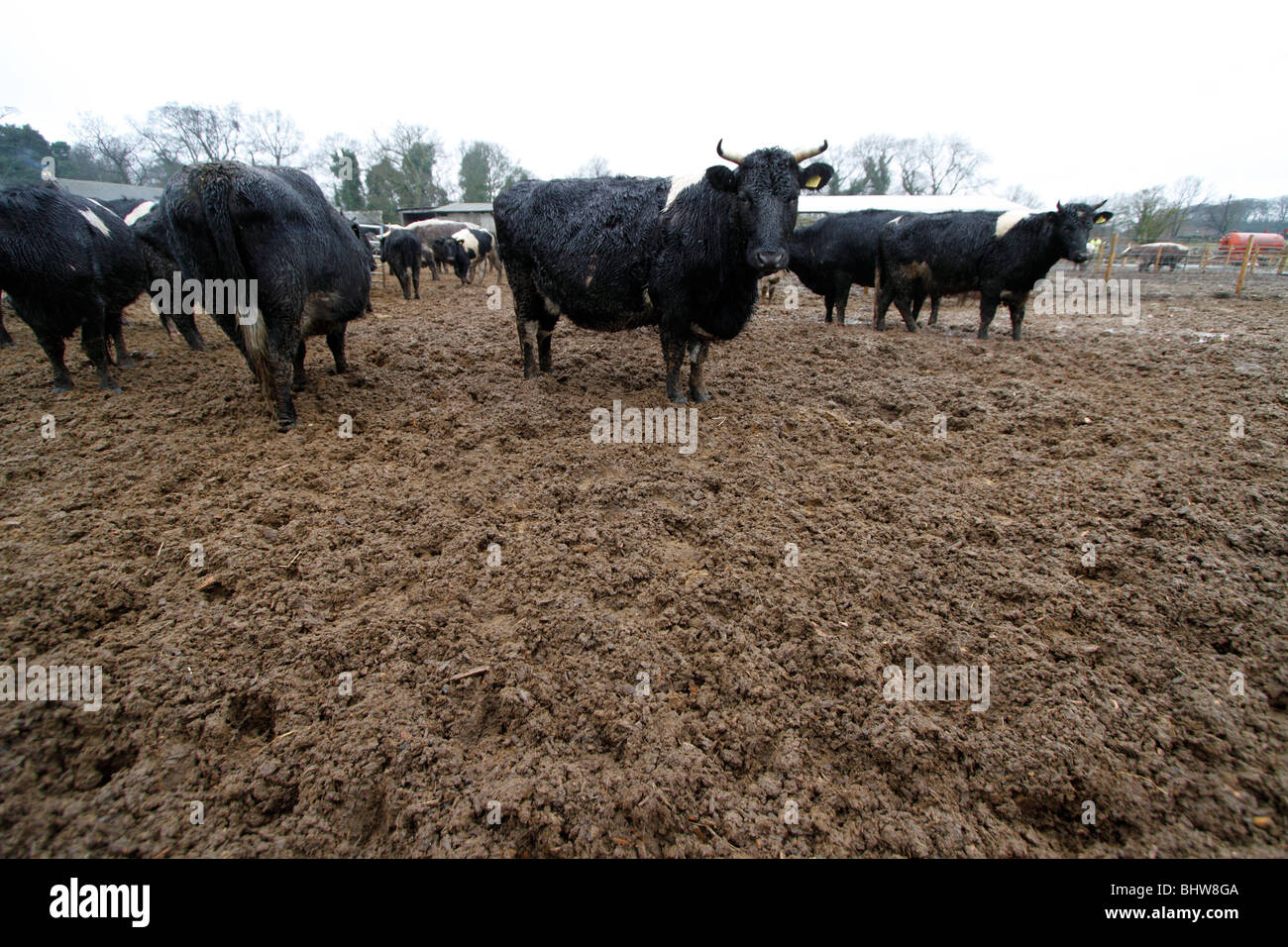 Shetland bovini sul truciolo pad. Aveva piovuto abbondantemente Foto Stock