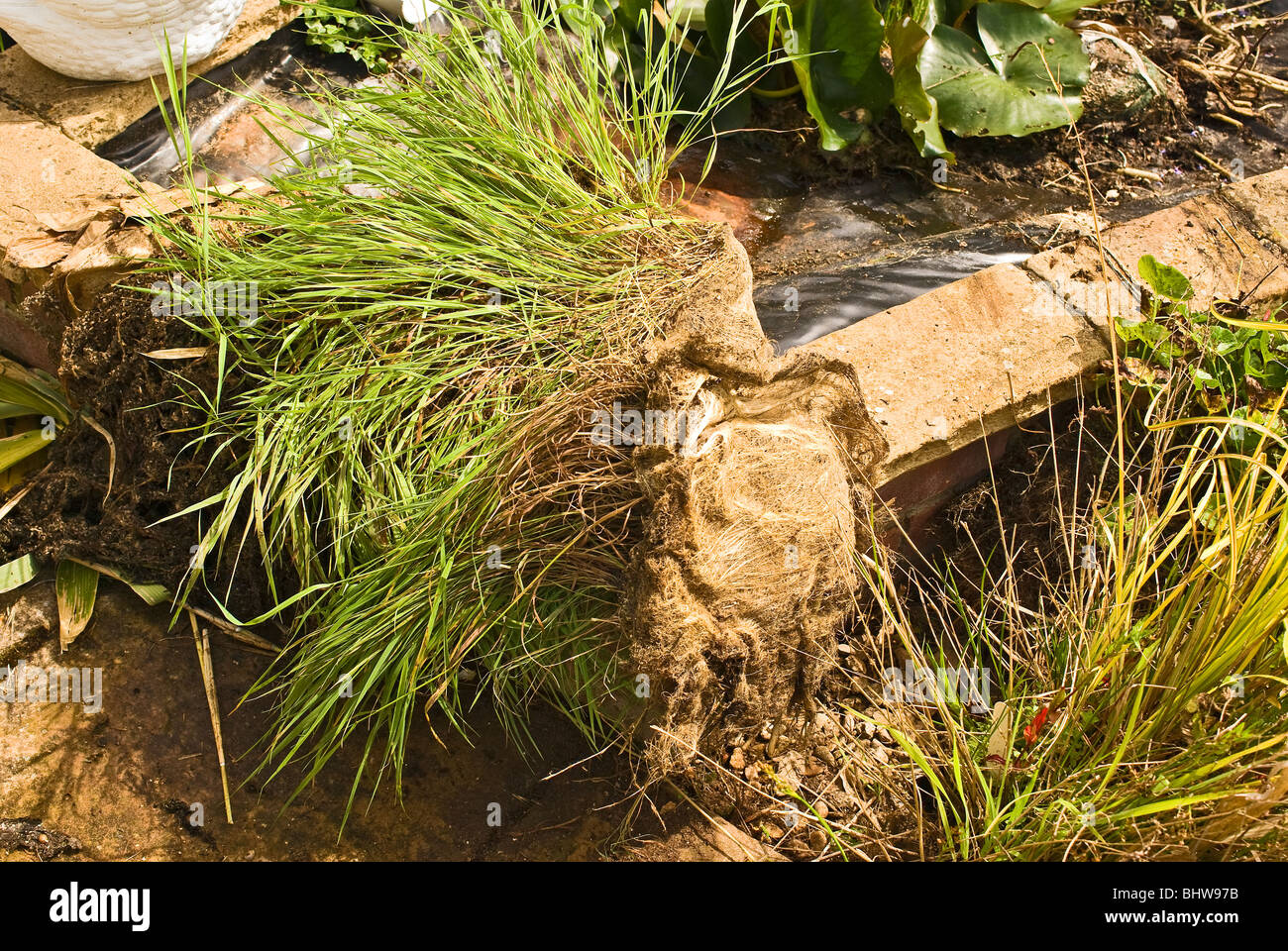 Erbacce radici aggrovigliati ricoperta di piante in acqua e detriti rimossi dal laghetto in giardino durante la pulizia Foto Stock