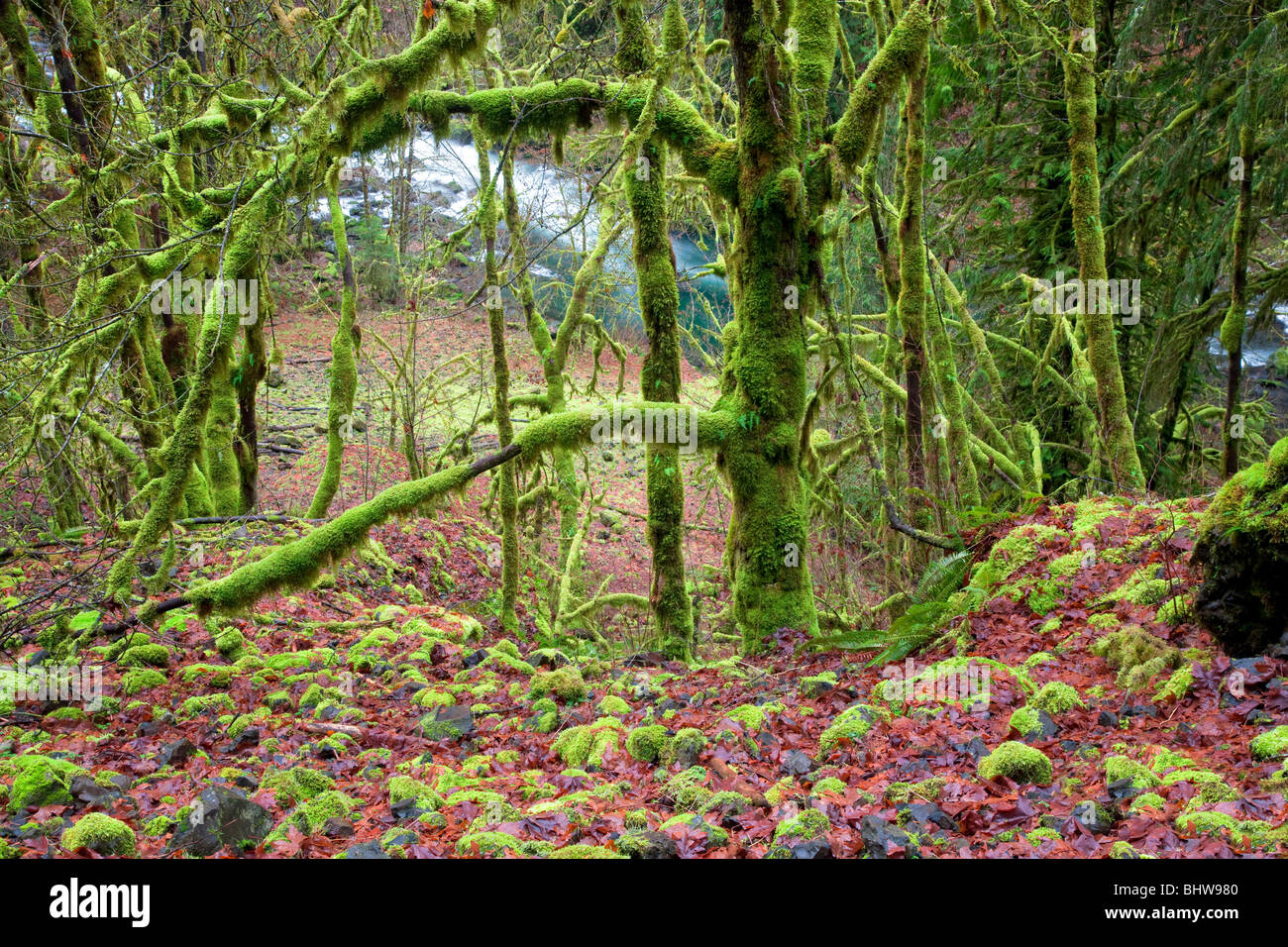 Moss su alberi e rocce con Eagle Creek. Columbia River Gorge National Scenic Area, Oregon Foto Stock