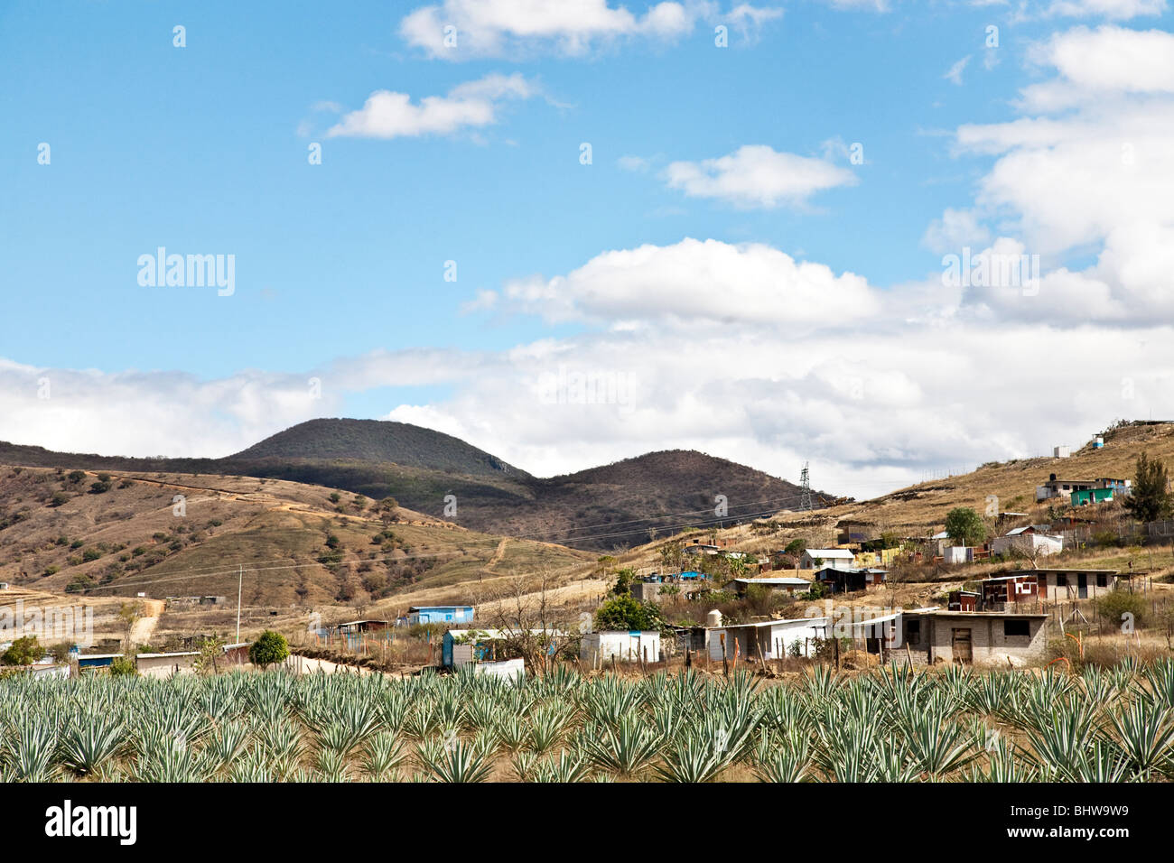 Umili case in cemento e stagno baracche di coperta dot di una collina nella valle di Oaxaca al di sopra del campo coltivato di Agave cactus Foto Stock