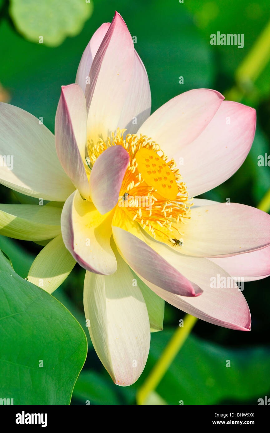 Nelumbo 'rosa e giallo', fiore di loto Foto Stock