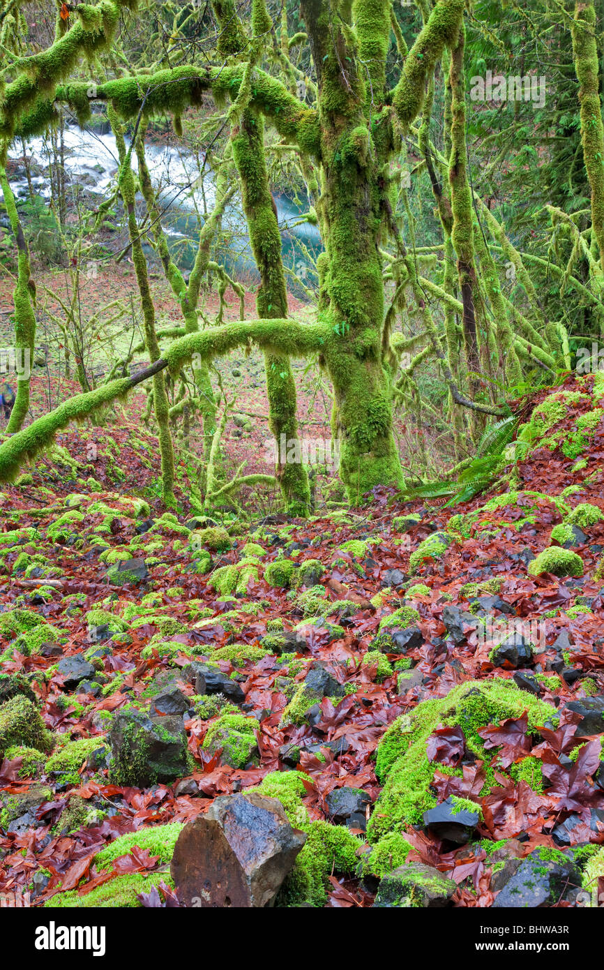 Moss su alberi e rocce con Eagle Creek. Columbia River Gorge National Scenic Area, Oregon Foto Stock