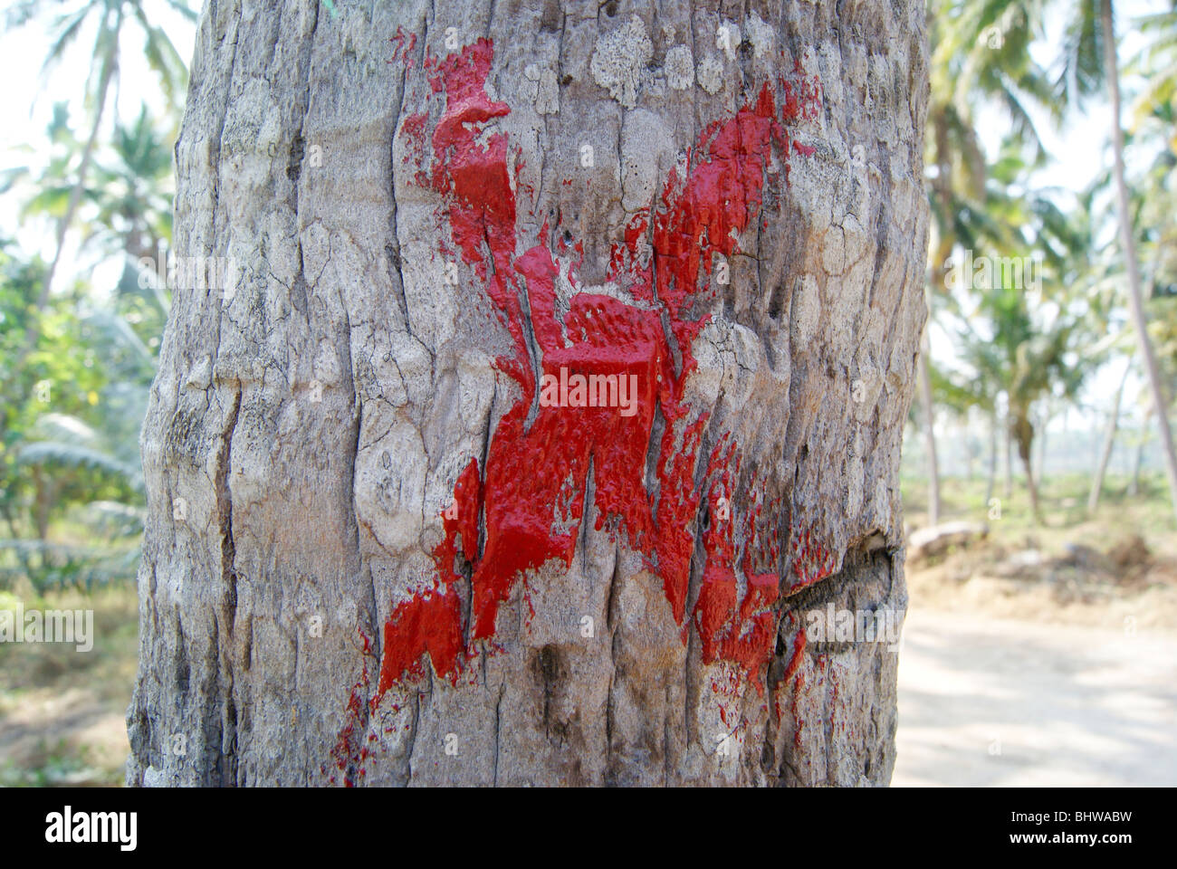 Segno X rosso nella struttura ad albero di noce di cocco Foto Stock