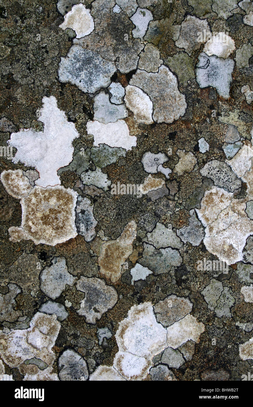 Patchwork di licheni Crustose su una roccia Foto Stock
