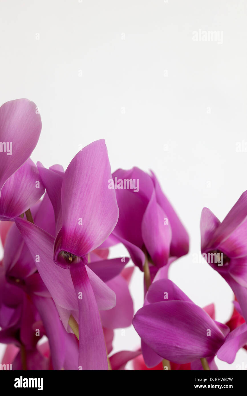 Il ciclamino rosa su sfondo bianco da Charles Lupica Foto Stock