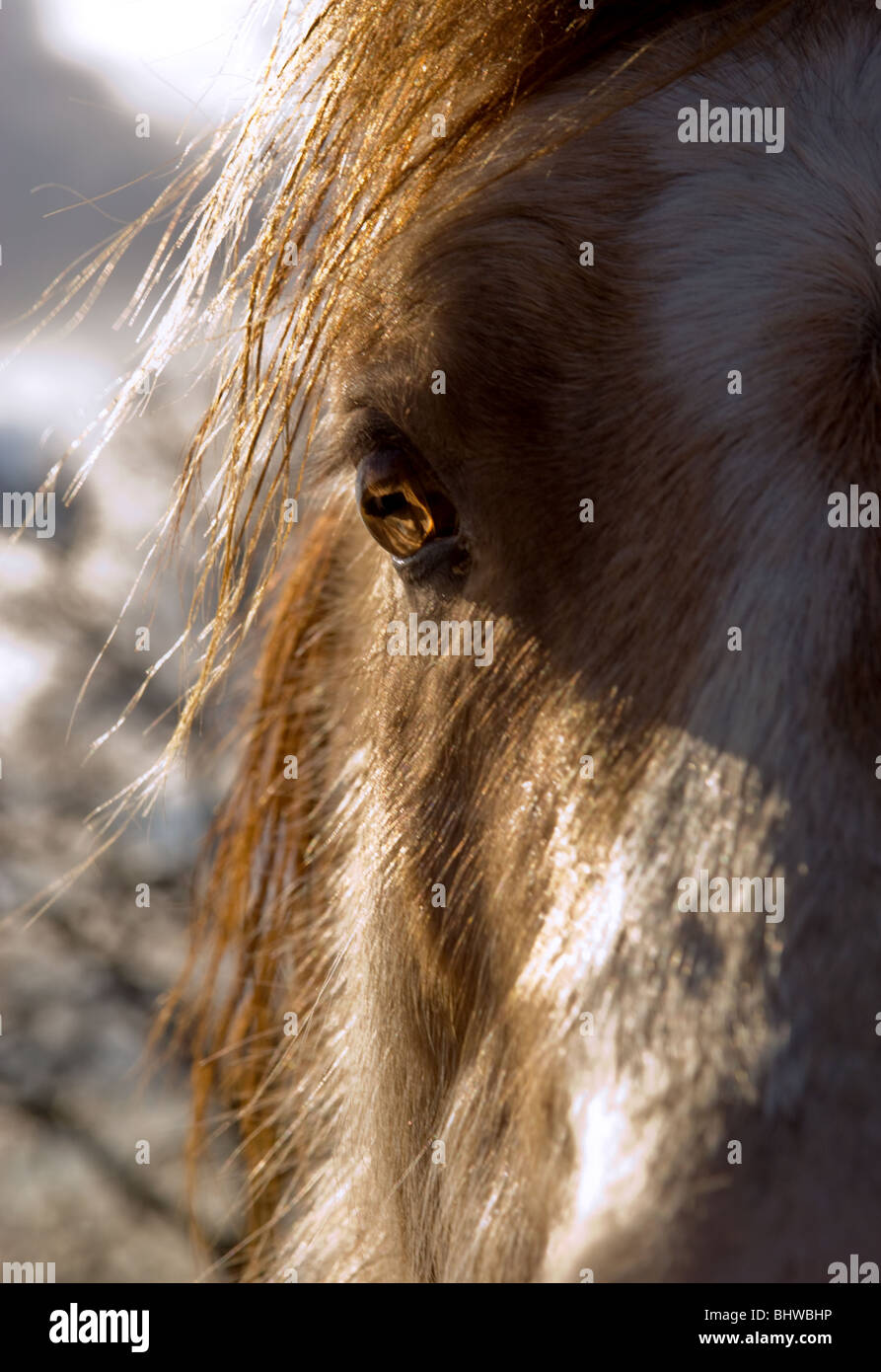 Chiudere un occhio di cavalli e naso Foto Stock