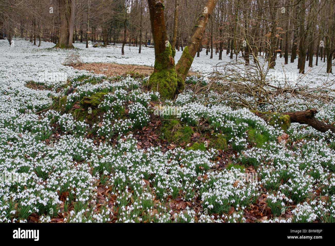 Snowdrops nella foresta, welford Berkshire, Inghilterra Foto Stock