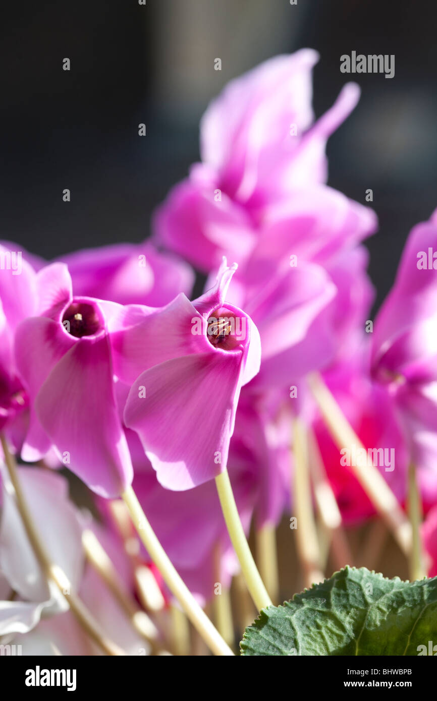 Il Ciclamino rosa su sfondo nero, da Charles W. Lupica Foto Stock