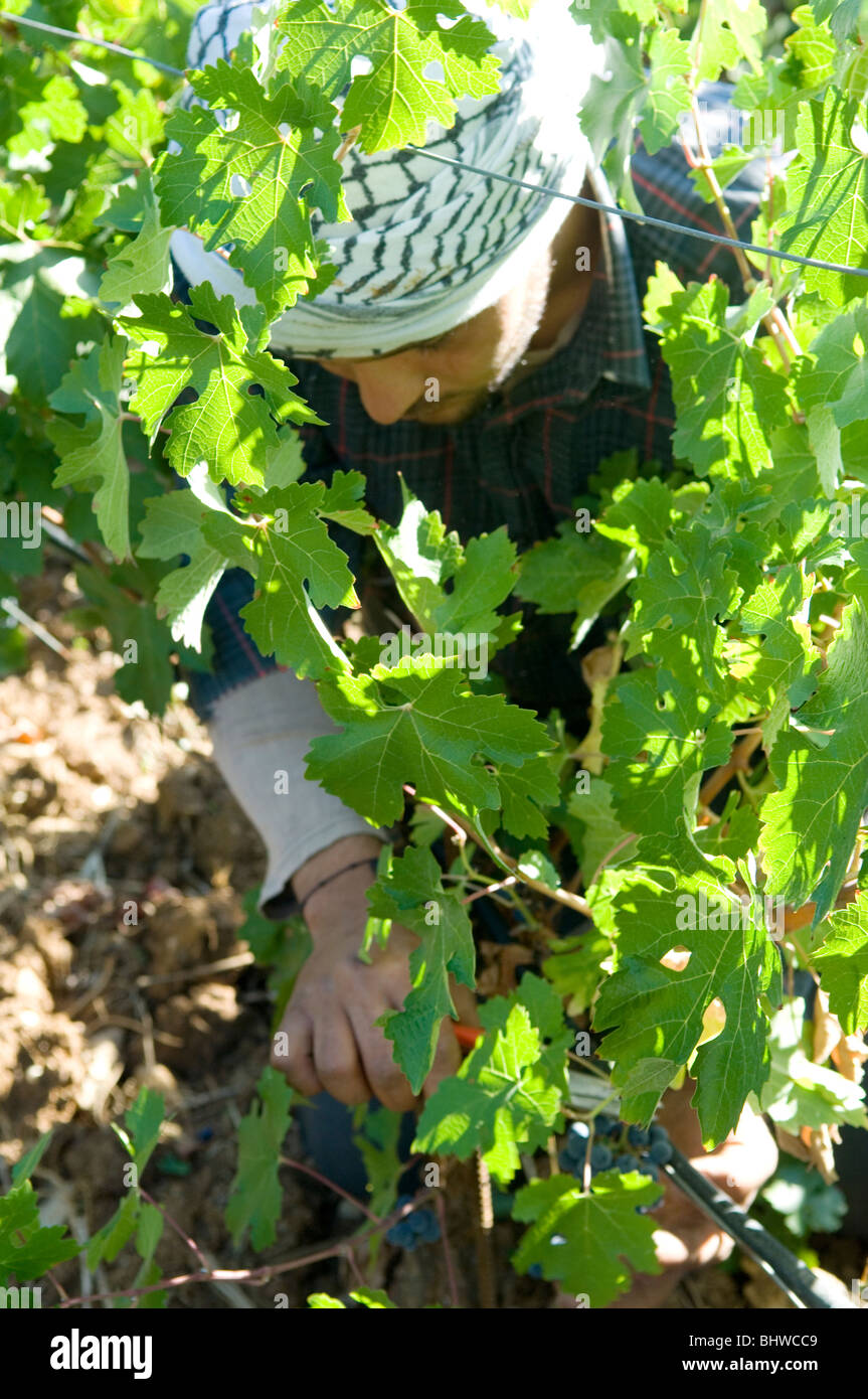 Medio Oriente lavoro contadino nella vigna raccolta uva nera Libano Medio Oriente Asia Foto Stock