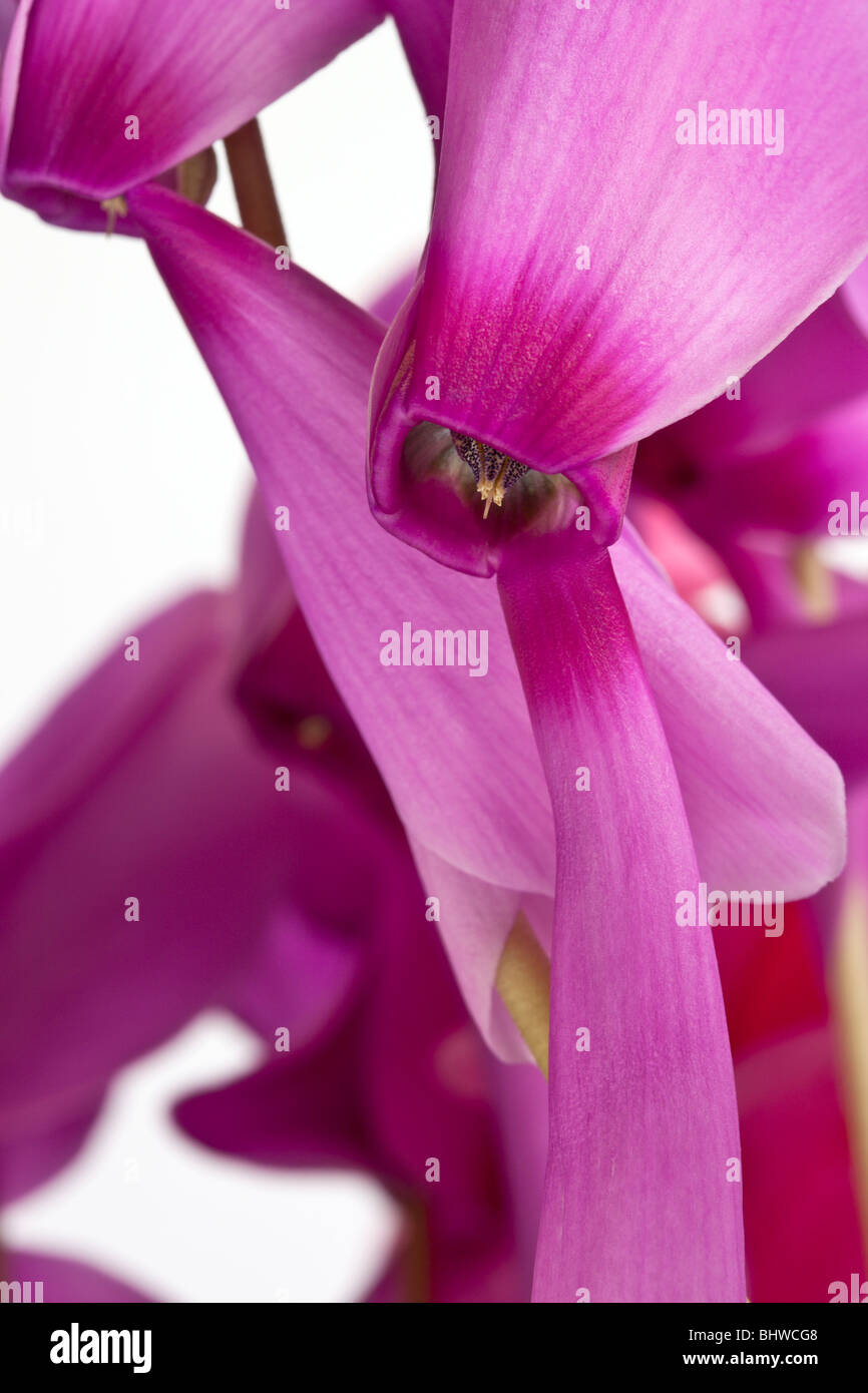 Il ciclamino rosa su sfondo bianco da Charles Lupica Foto Stock