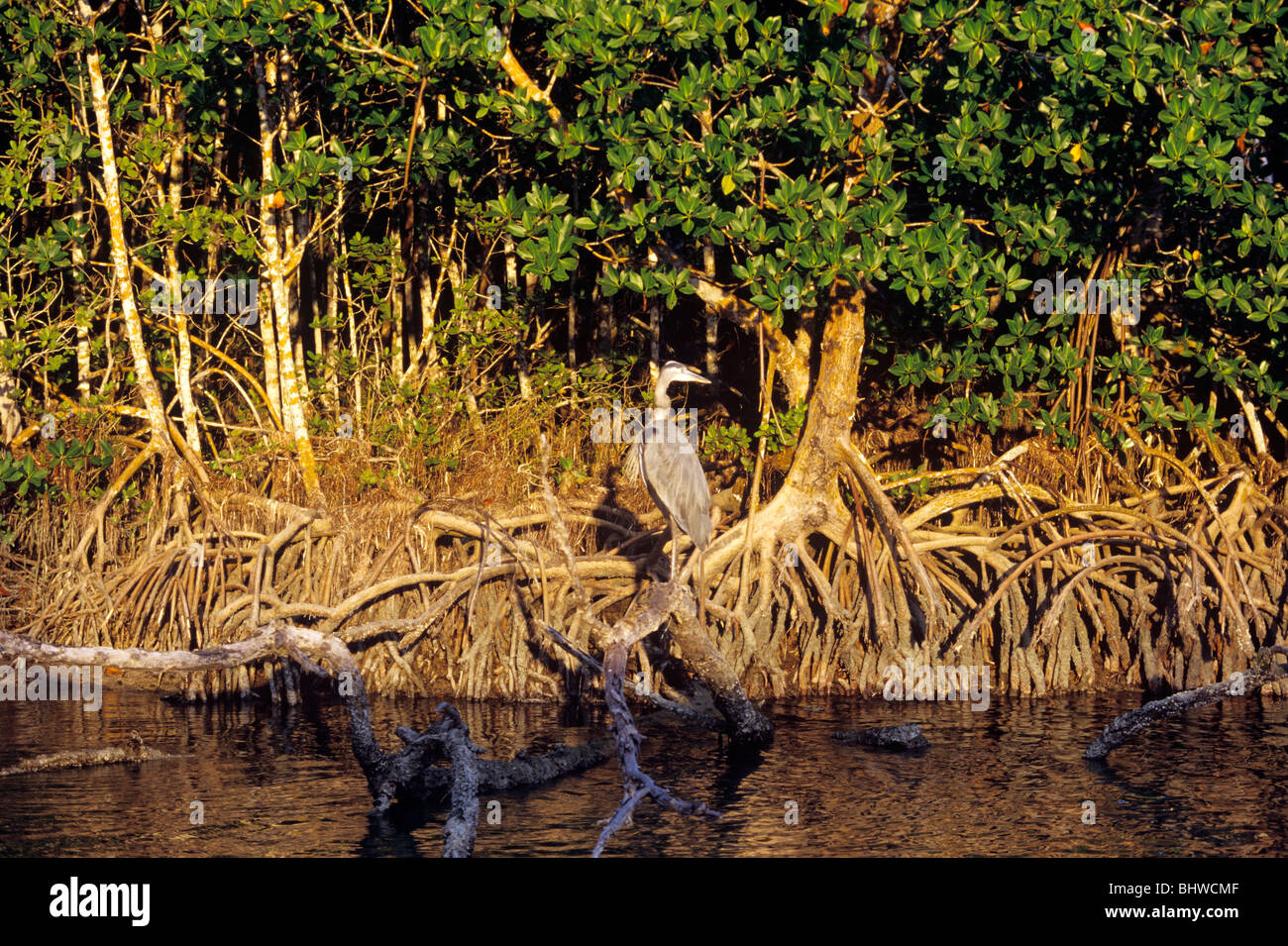 Red paludi di mangrovie costituiscono un importante acqua di sale di habitat in Everglades National Park Florida Foto Stock