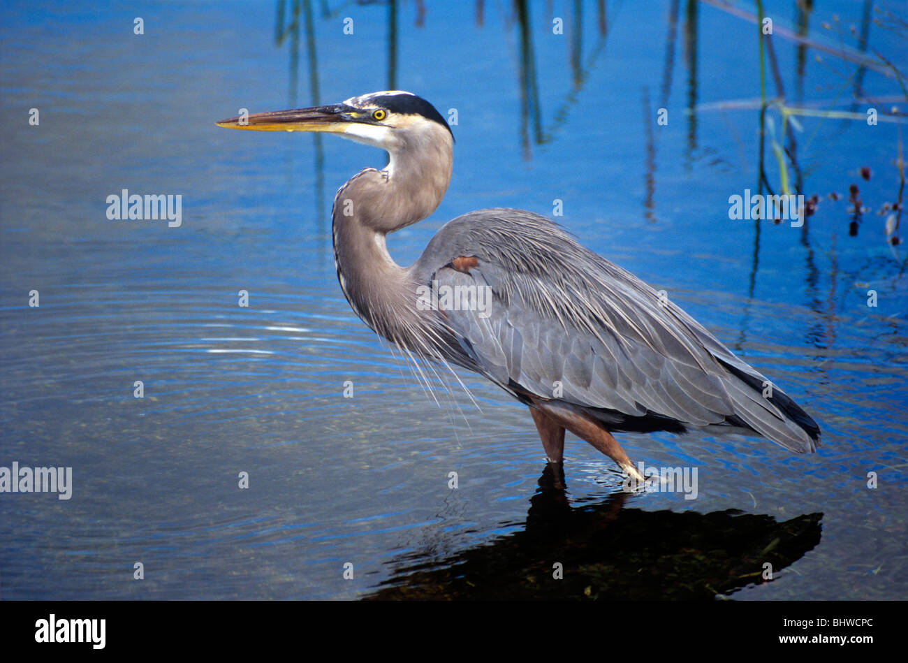 Airone blu Ardea erodiade Everglades National Park Florida USA Foto Stock