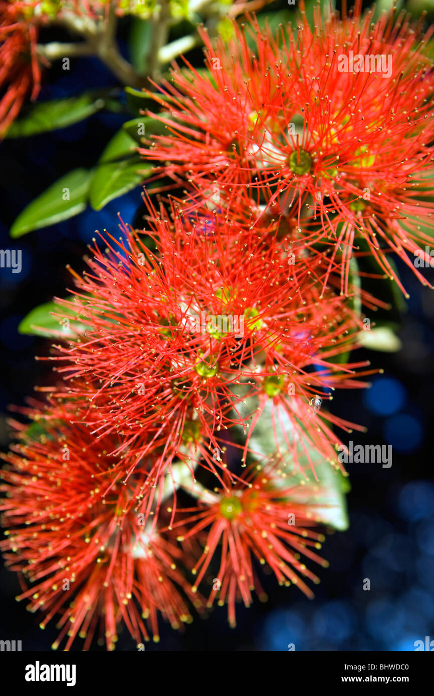 Pohutukawa, la Nuova Zelanda albero di Natale, Auckland, Nuova Zelanda Foto Stock