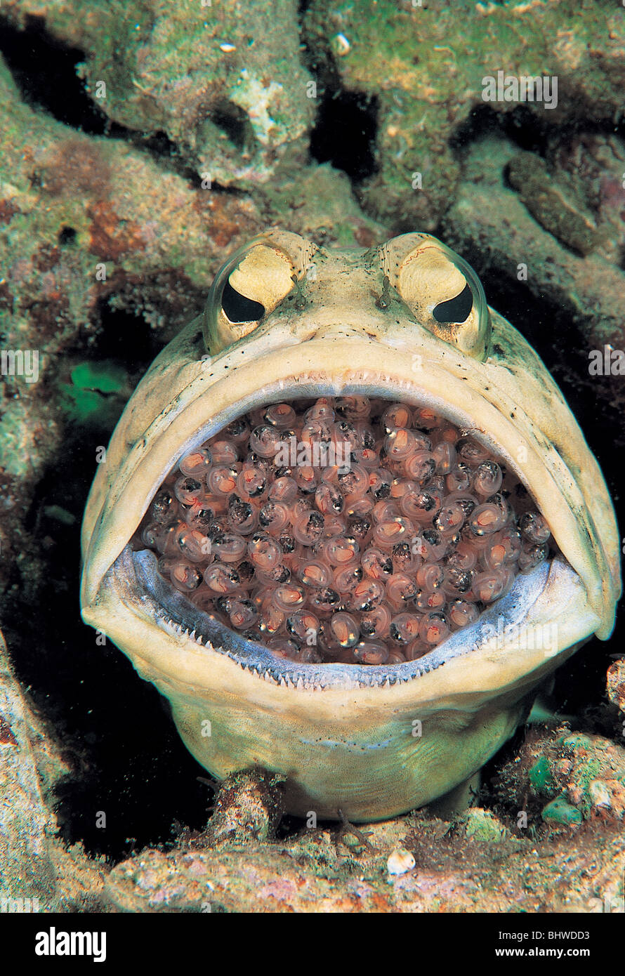 Jawfish incubazione di uova in bocca Dimakya Island Filippine Foto Stock