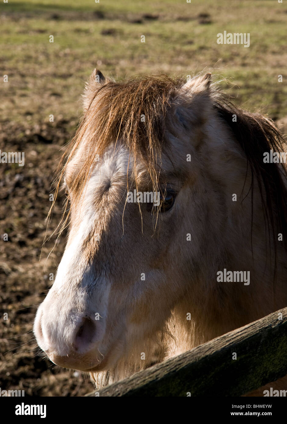 Oro pallido pony con un naso bianco e shaggy mane in un campo guardando oltre il recinto. Foto Stock