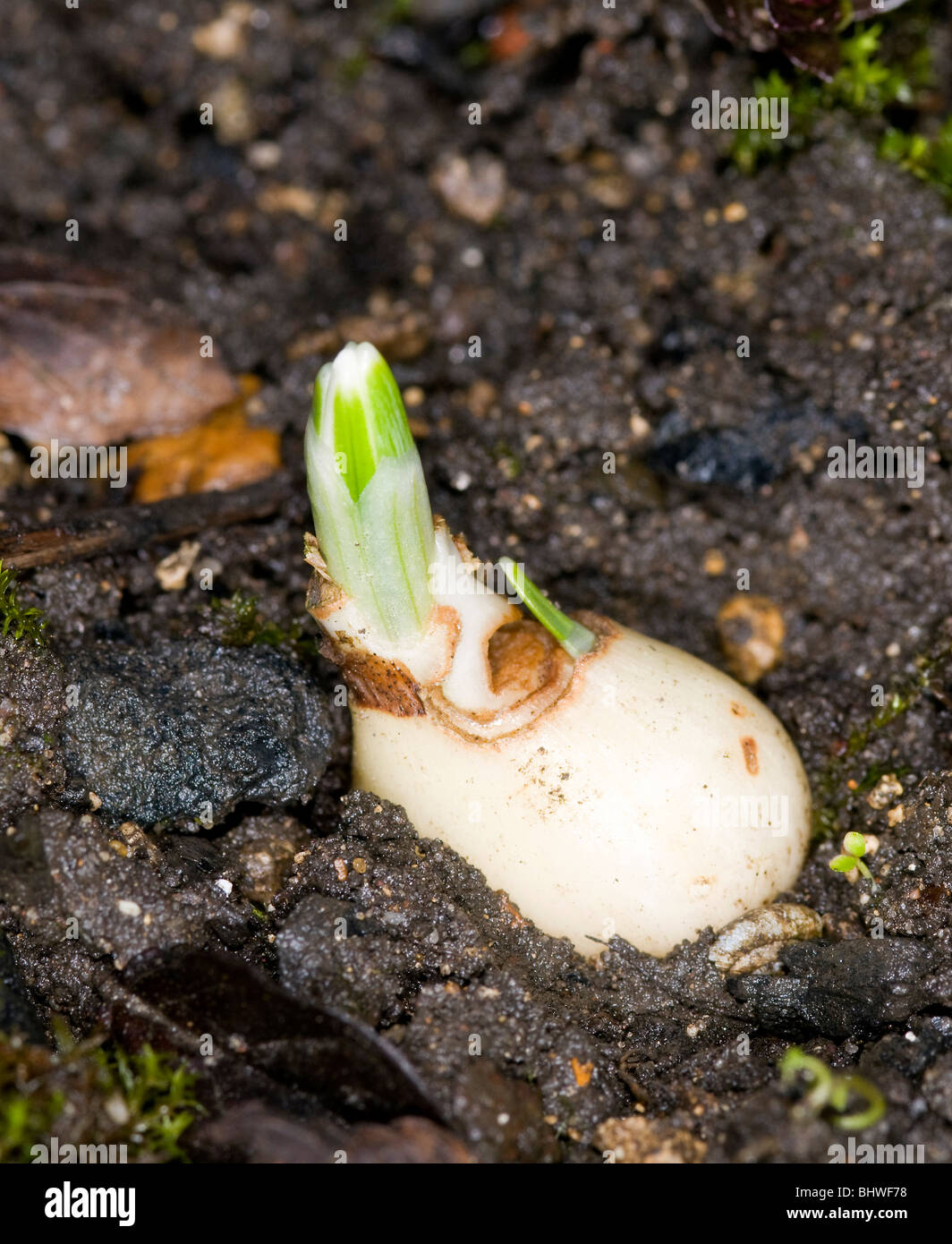 I primi segni di primavera. Snowdrop germogli che figurano Foto Stock