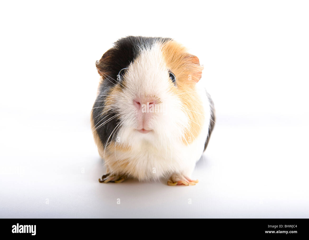 Tartaruga cavia, sfondo bianco Foto Stock