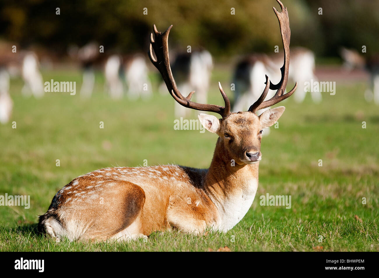 Bianco-marrone-spoted maggese Buck-'dama dama' ,Richmond Park,Surrey, Inghilterra Foto Stock