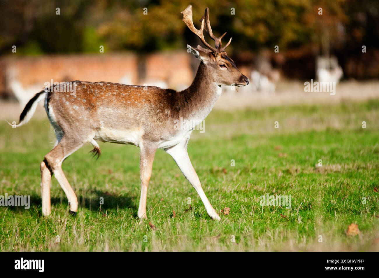 I capretti bianco-marrone-spotted compagni di buck-'dama dama',Richmond Park,Surrey, Inghilterra Foto Stock