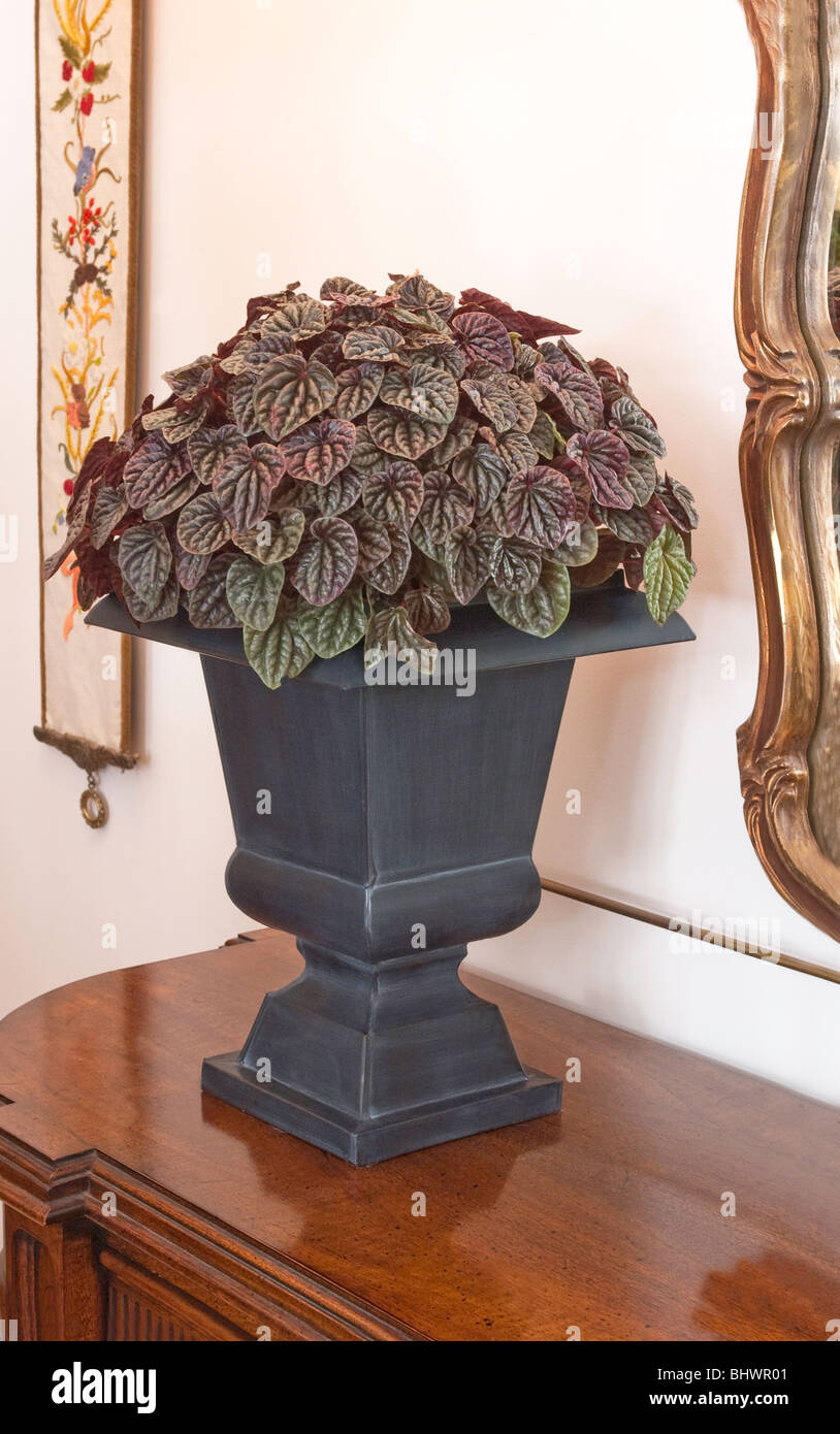 Peperomia pianta in urna, Peperomia caperata Foto Stock