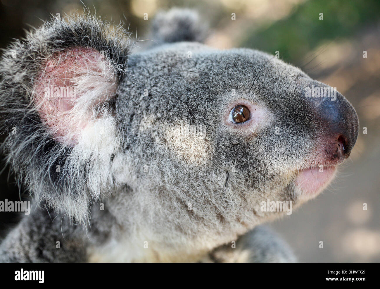 Australian Koala Foto Stock