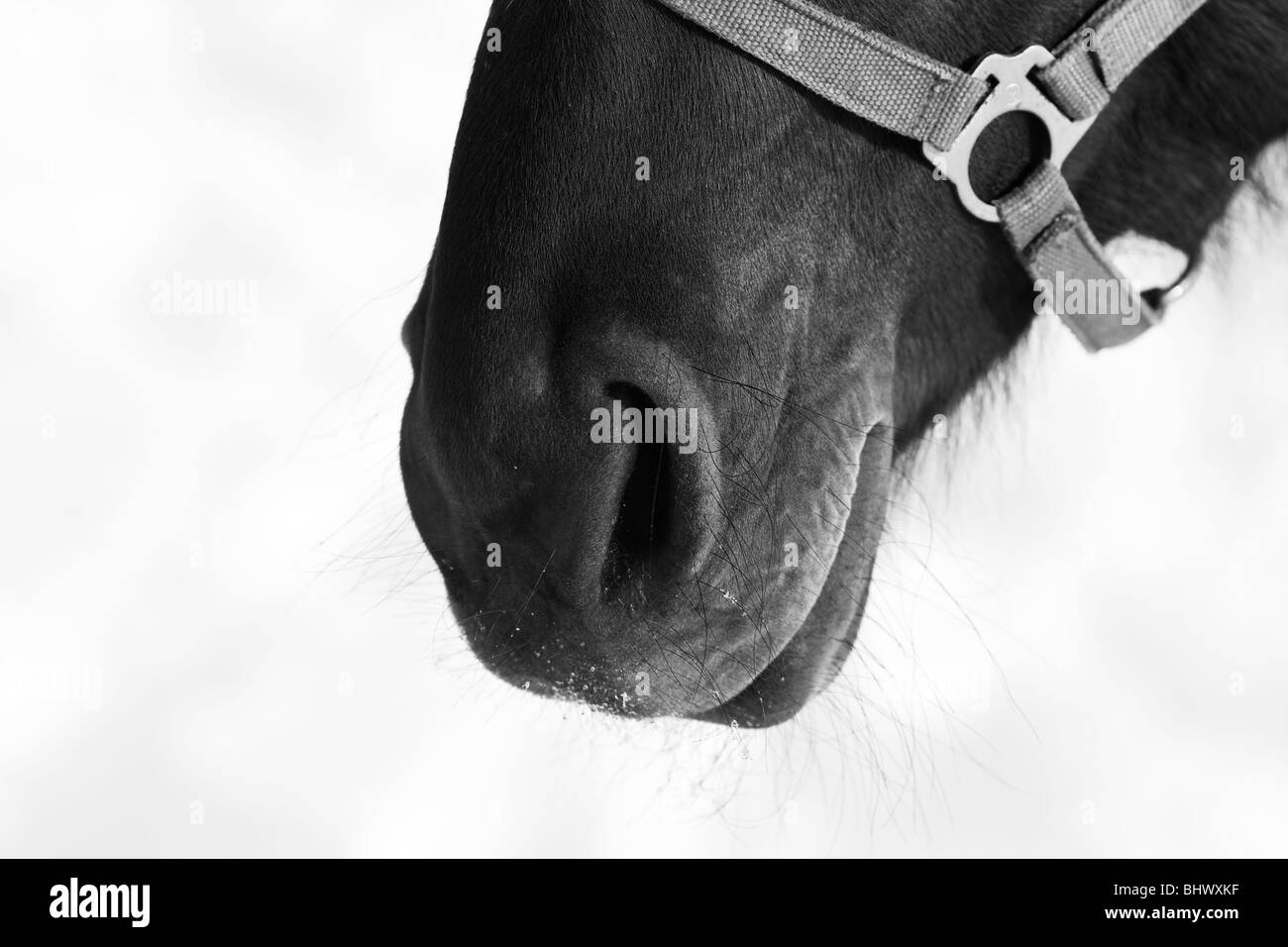 Cavallo il naso e la bocca Foto Stock