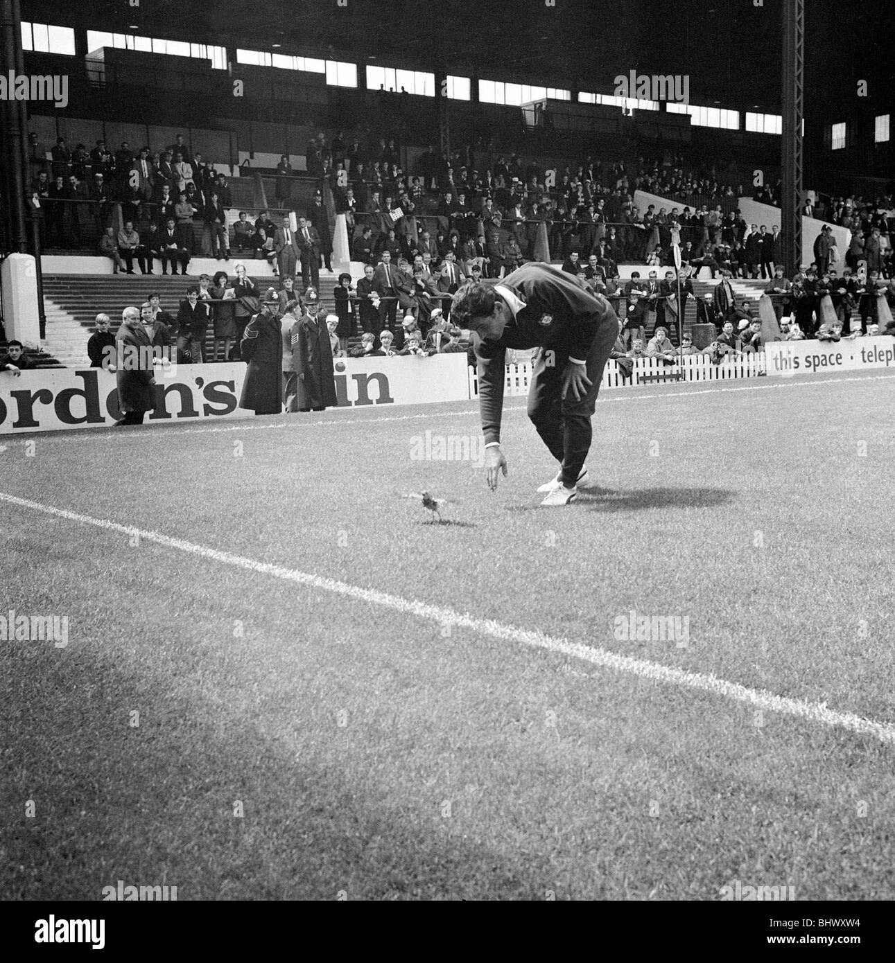 Coppa del Mondo di calcio in Portogallo contro la Bulgaria a Old Trafford 17 luglio 1966 prima della partita J Morais del Portogallo nemici dell' assistenza di Foto Stock