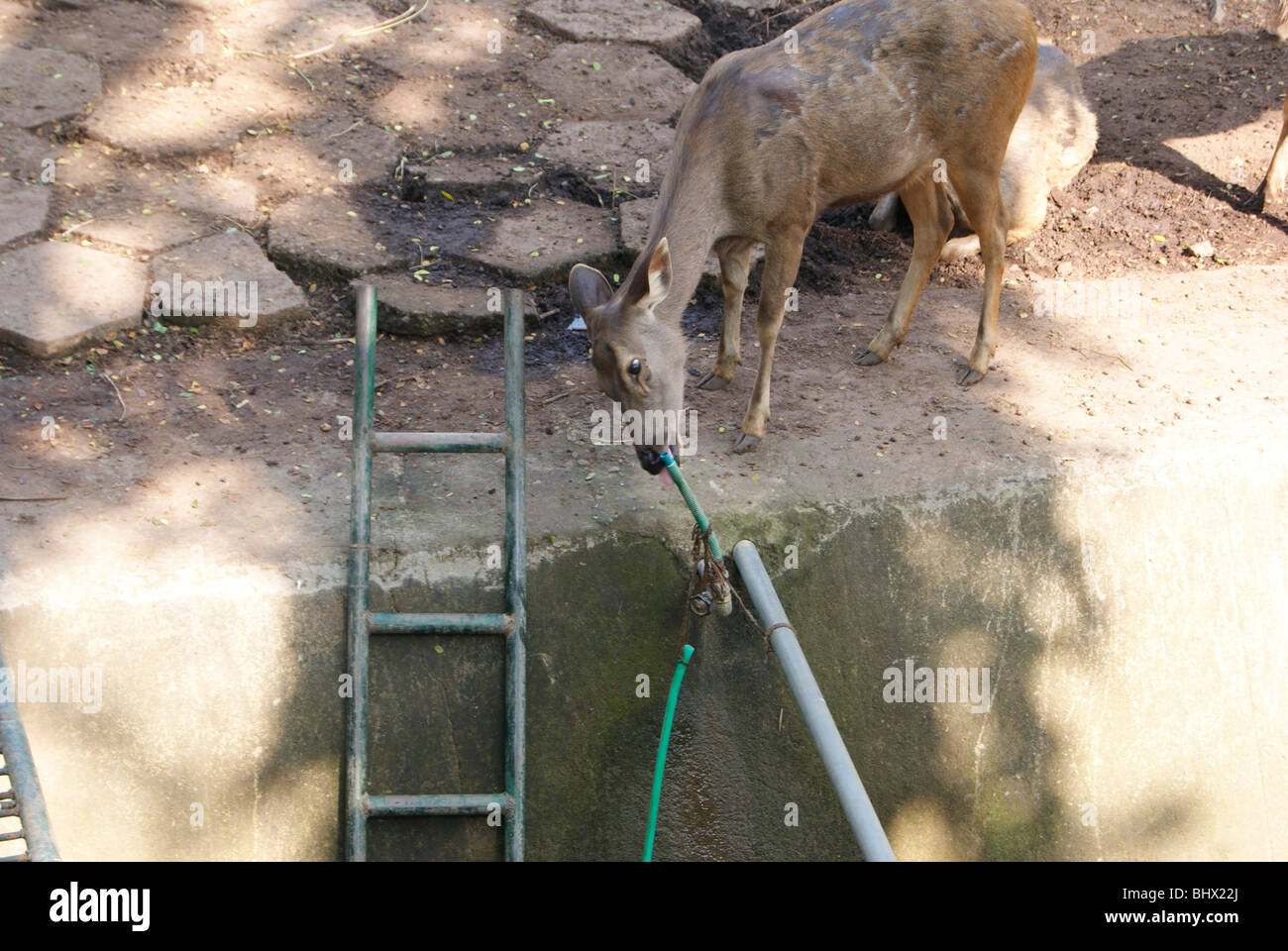Affamato di una goccia di acqua.assetato cervo in Trivandrum Zoo (Kerala, India) Aspirare il tubo di acqua in cerca di acqua. Foto Stock