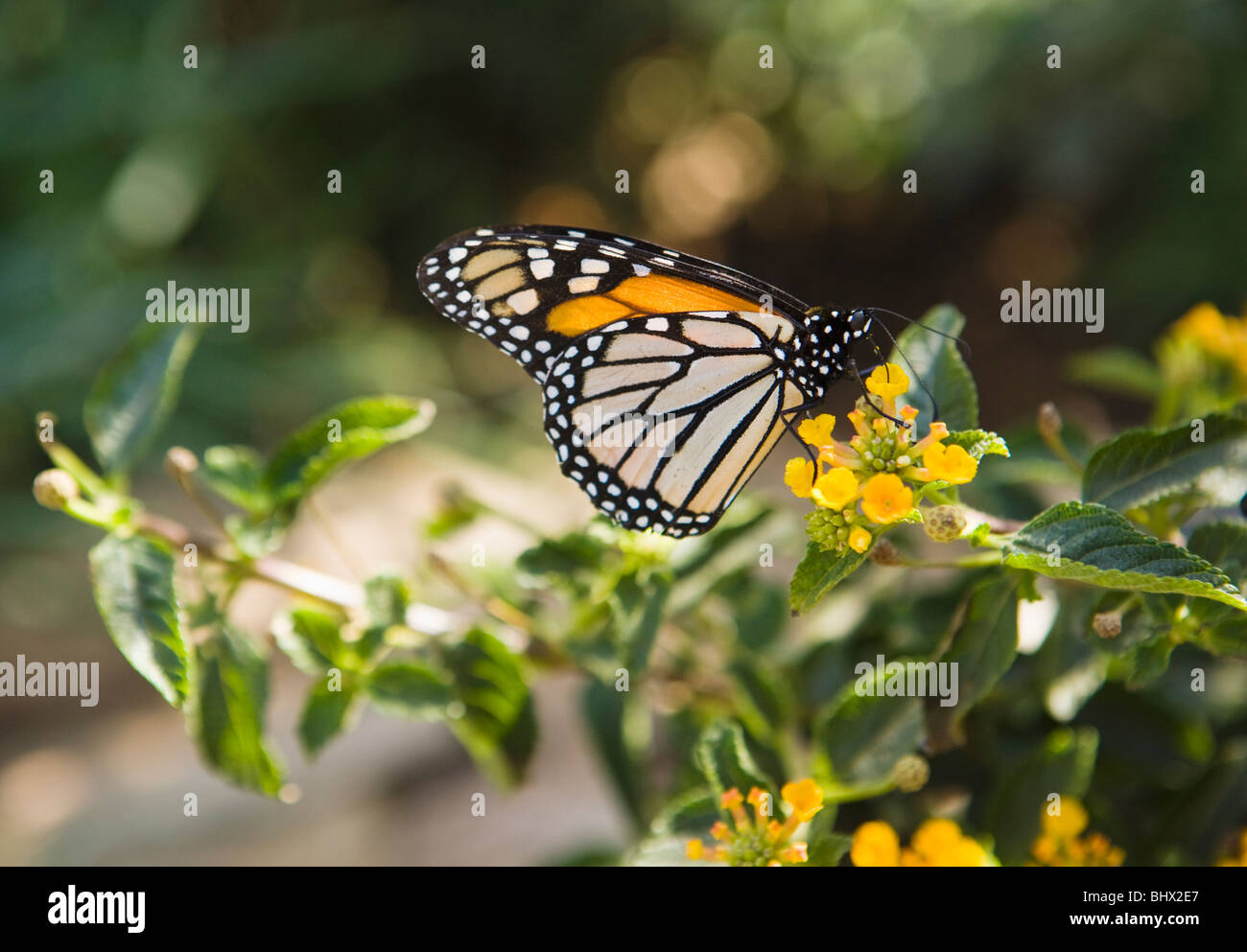 Una farfalla monarca alimentazione da fiori, Phoenix, Arizona, Stati Uniti. Foto Stock